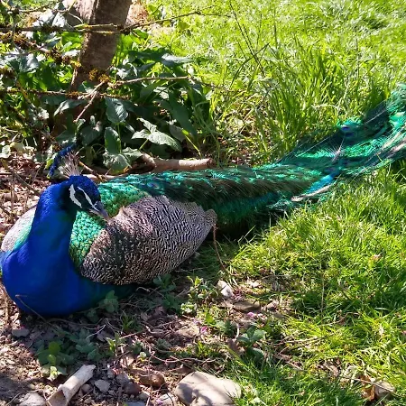 Ribera Sacra Feriehus *